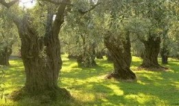 橄榄树在线观看,在线重温经典