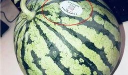 吃西湖瓜的网红有哪些,盘点那些瓜界“网红”们