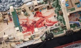 日本人捕鲸爆料视频,日本捕鲸内幕曝光视频震撼全球