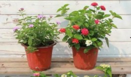 牡丹综艺爆料视频大全最新,揭秘幕后精彩瞬间