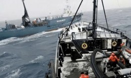 日本人捕鲸爆料视频,日本捕鲸内幕曝光视频震撼全球