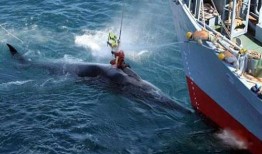 日本人捕鲸爆料视频,日本捕鲸内幕曝光视频震撼全球