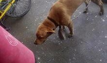 外卖哥爆料狗吃餐食视频,狗吃餐食视频引发热议