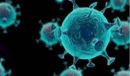 新冠源头爆料视频,独家视频揭露惊人真相