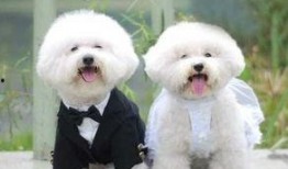 浪漫波比熊爆料视频大全,甜蜜瞬间尽收眼底