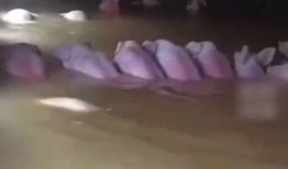 网友爆料猪场视频大全集,网友爆料背后的养殖真相