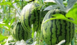 微风吃瓜视频大全免费观看,畅享免费视频盛宴！