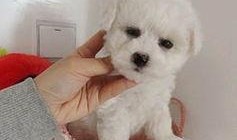 浪漫波比熊爆料视频大全,甜蜜瞬间尽收眼底