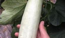 吃网红的瓜是什么意思,网络时代下的娱乐八卦新潮流