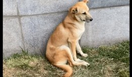 外卖哥爆料狗吃餐食视频,狗吃餐食视频引发热议