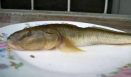 海鲶鱼被爆料视频播放在线观看,揭秘幕后真相