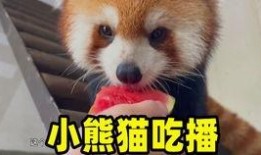 杭州动物园爆料新闻最新,神秘动物亮相，揭秘背后故事