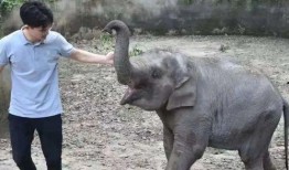 杭州动物园爆料新闻最新,神秘动物亮相，揭秘背后故事