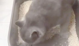 猫砂盆最新版本的新爆料,创新设计引领宠物生活新潮流