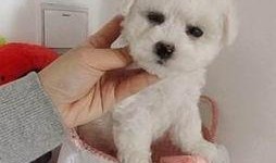 浪漫波比熊爆料视频大全,甜蜜瞬间尽收眼底