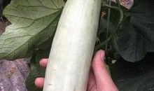 吃西湖瓜的网红有哪些,盘点那些瓜界“网红”们