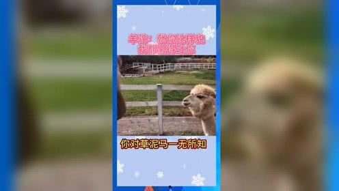娱乐吃瓜群众歌曲有哪些,盘点热门“吃瓜”歌曲